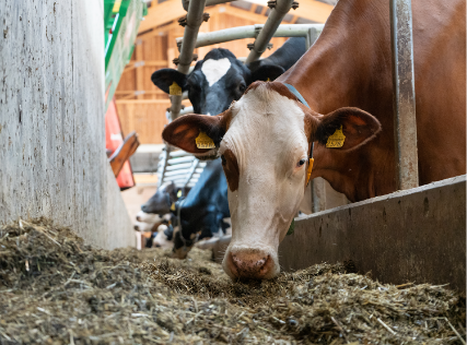 Preview image for the news article about the Held farm