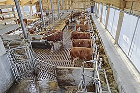 picture of cows eating