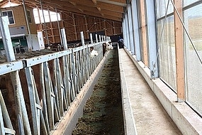 picture of a feedstar futterband with some grass.