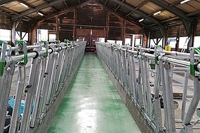 picture of a feedstar futterband in a barn