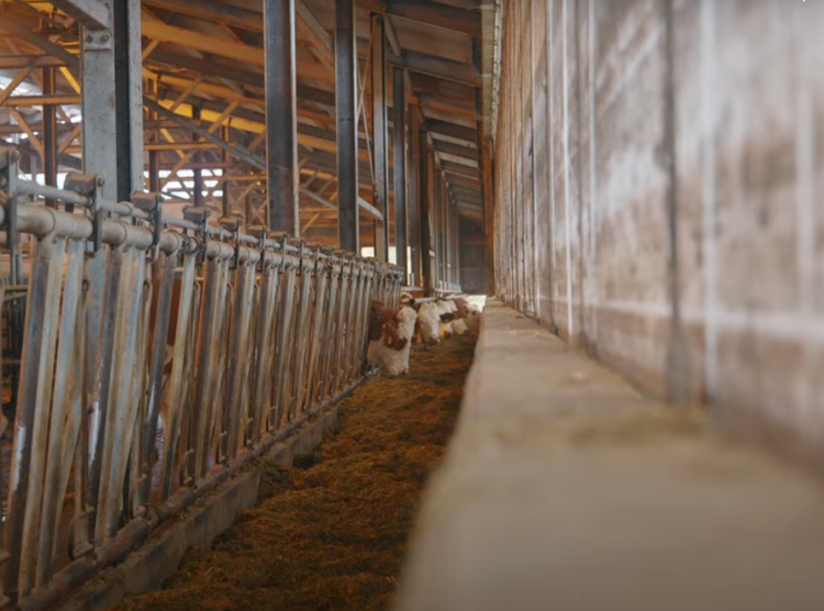 picture of eating cows with a feedstar futterband