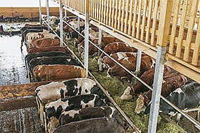 picture of a feestar futterband with cows