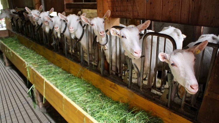 Automatische Fütterung - Tierarten - Ziegen