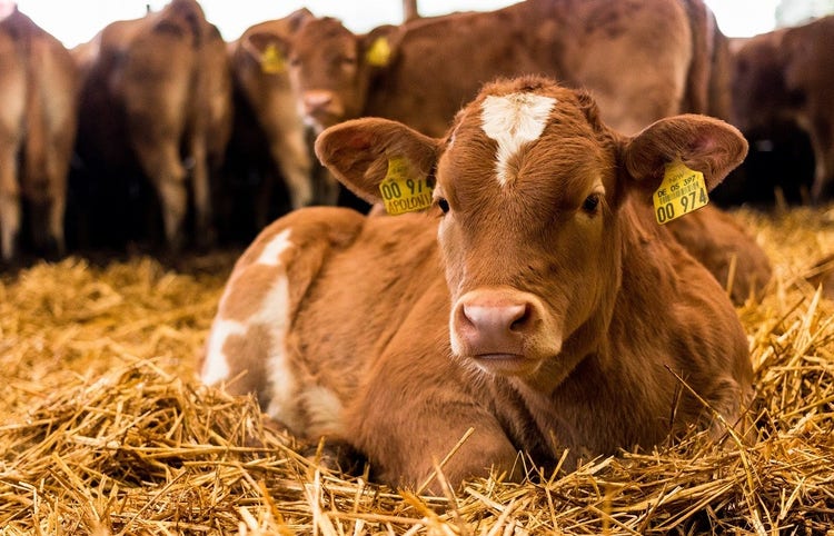 Automatische Fütterung - Vorteil Tierwohl 2