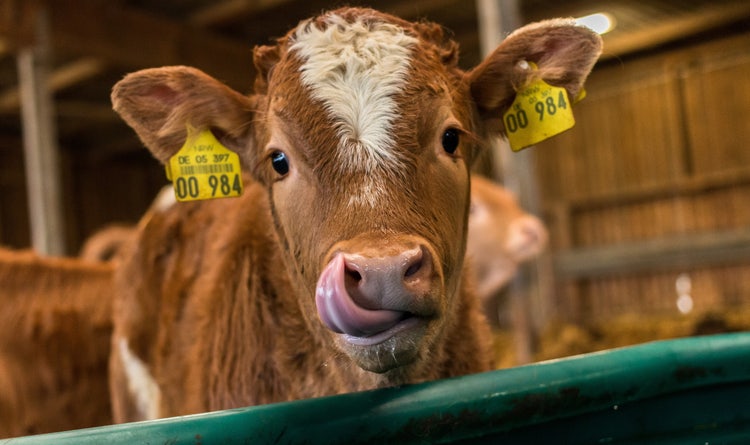 Automatische Fütterung - Nachhaltigkeit Tierwohl